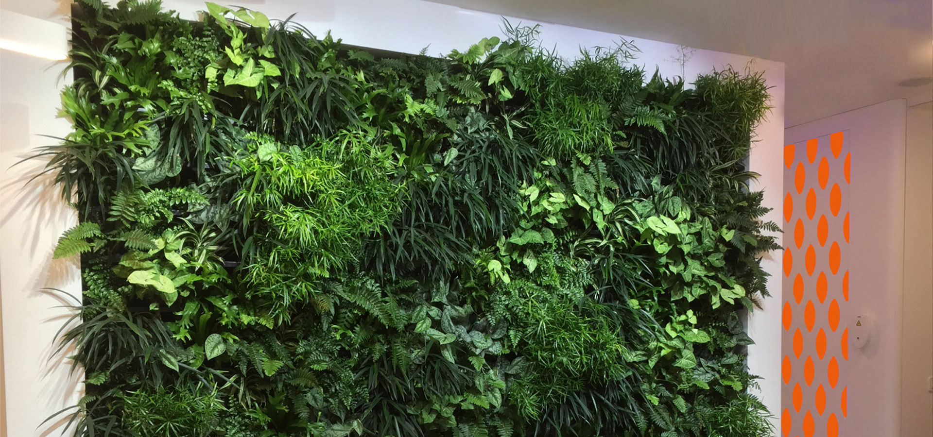 Gartenhof K�sters - Indoor-Wandbegr�nungen